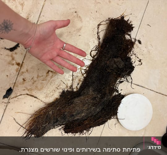 שורש עץ על רצפת קרמיקה, יד עם קעקוע לידו